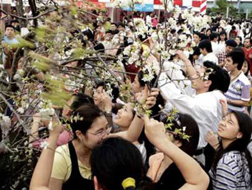 Cướp[-]hoa[-]anh[-]đào[-]tại[-]lễ[-]hội[-]hoa[-]Hà[-]Nội